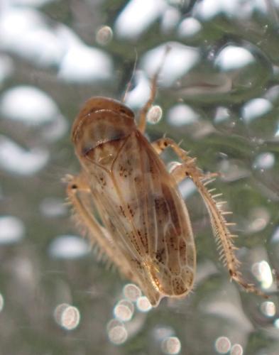 Réf. 325 597 : Conosanus obsoletus